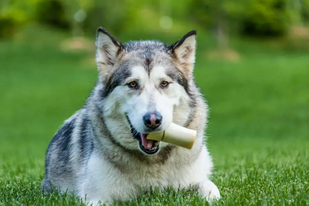 Can Dogs Chew on Deer Bones
