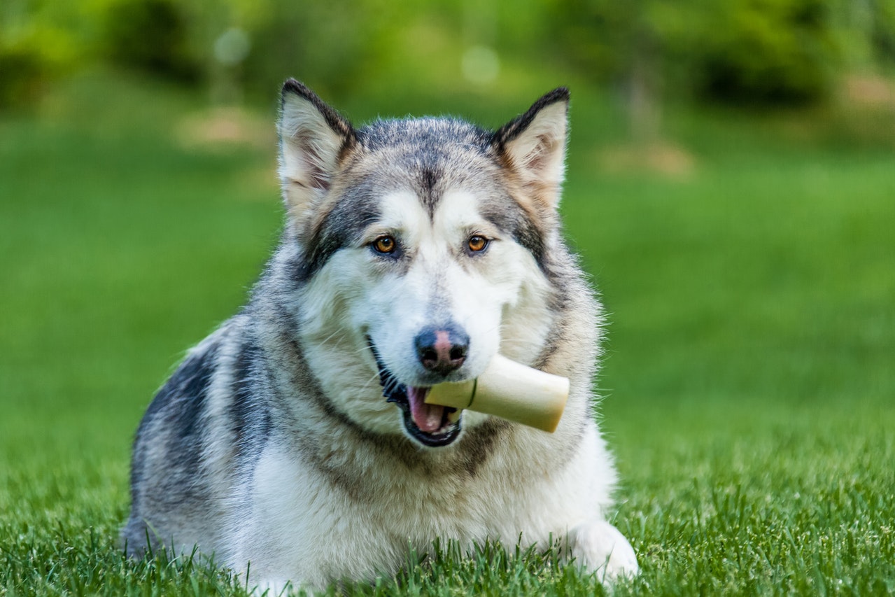 Can Dogs Chew On Deer Bones BowBlade
