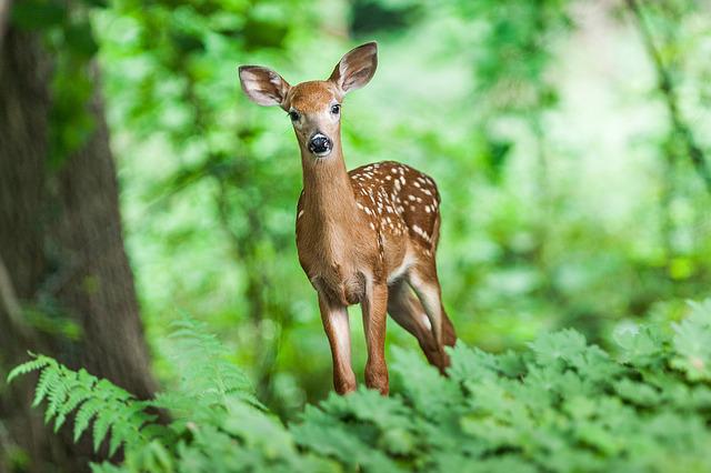 How Long Does It Take Deer To Find Corn BowBlade