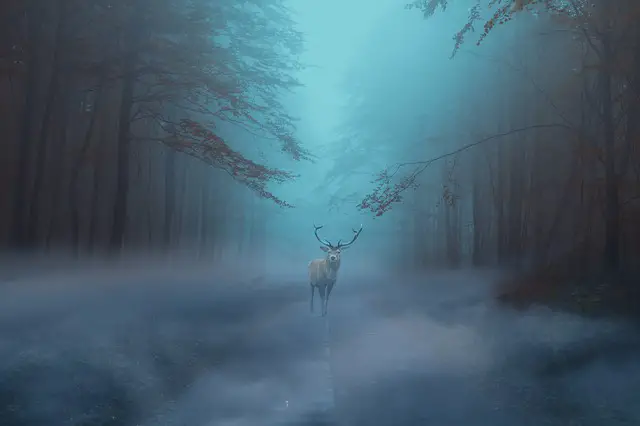Do Deer Move in the Fog?