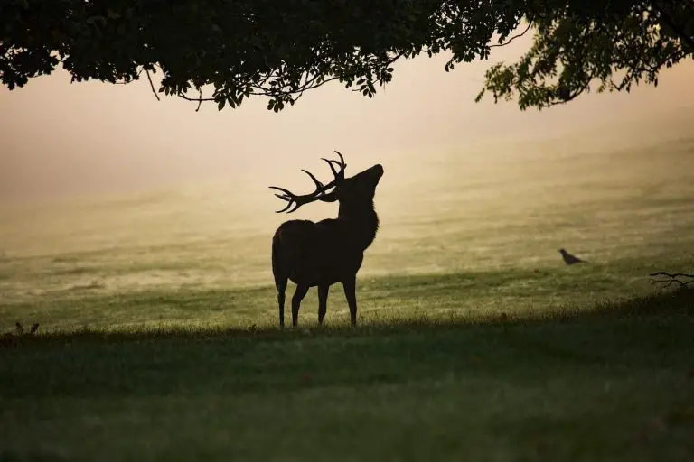 How Often Do Bucks Check Their Scrapes