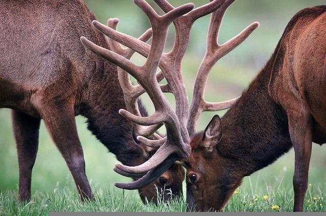 How to Cut Antlers Off a Deer Head