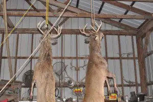 Should You Hang Deer With Skin on Or Off?