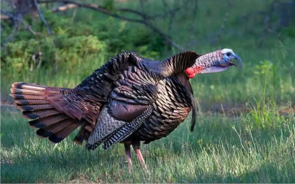 Best-Time-of-Day-to-Turkey-Hunt