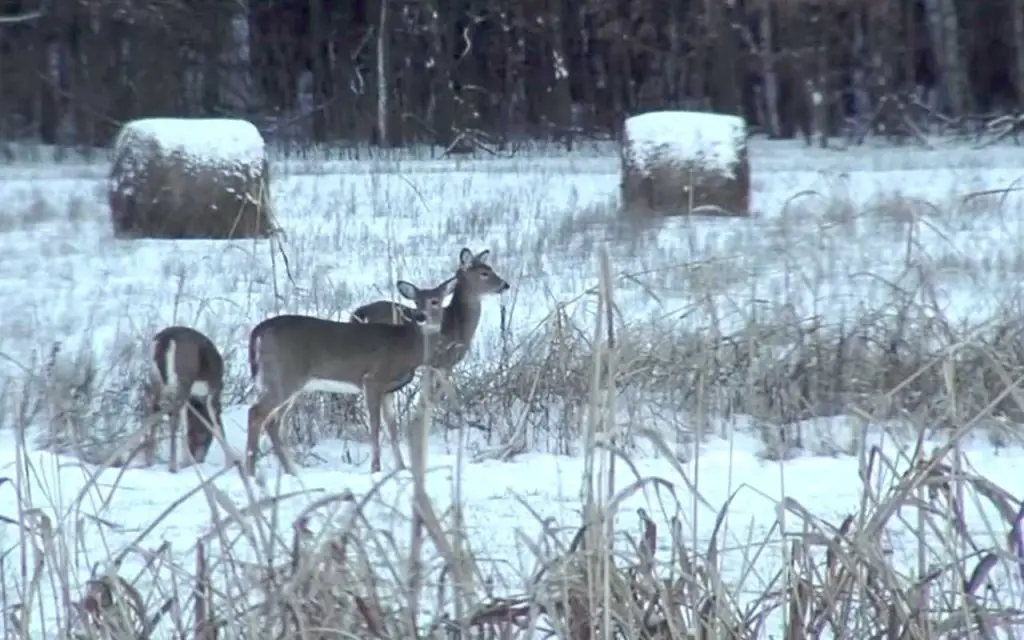 Do Deer Move When Its Snowing?
