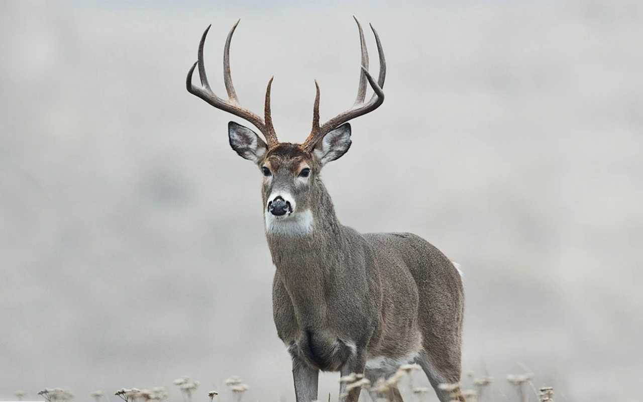 How Far Will A Buck Travel During The Rut? • BowBlade