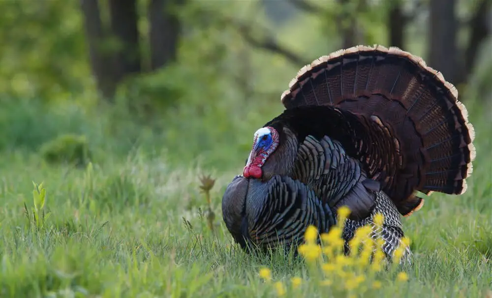 How Often Should You Turkey Call?
