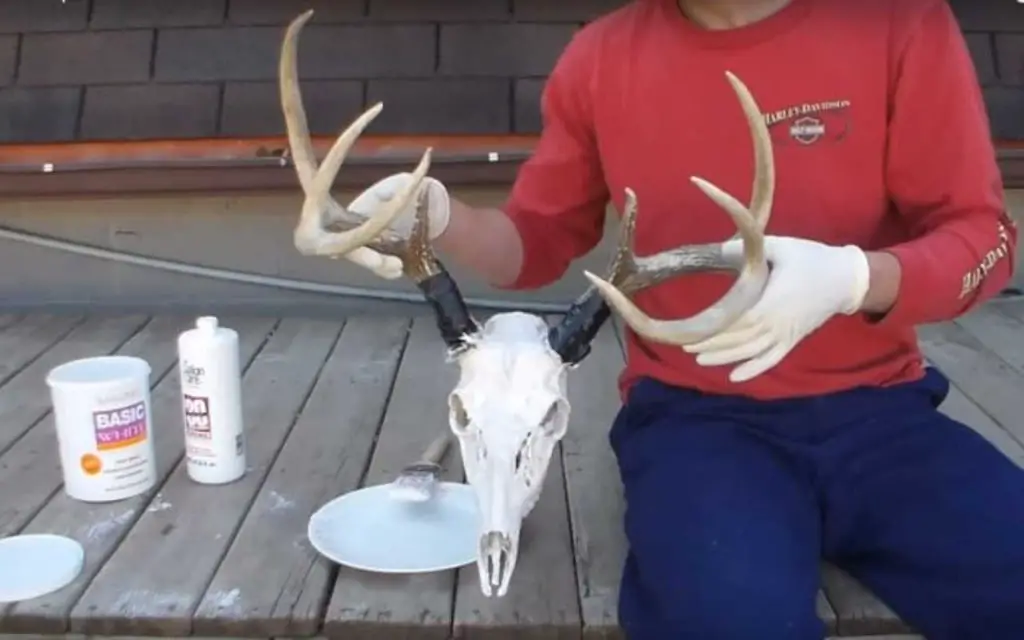 how to bleach a deer skull