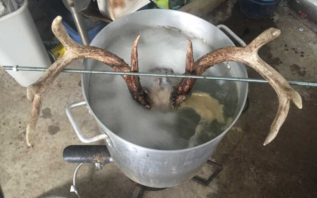 How To Boil A Deer Head • BowBlade