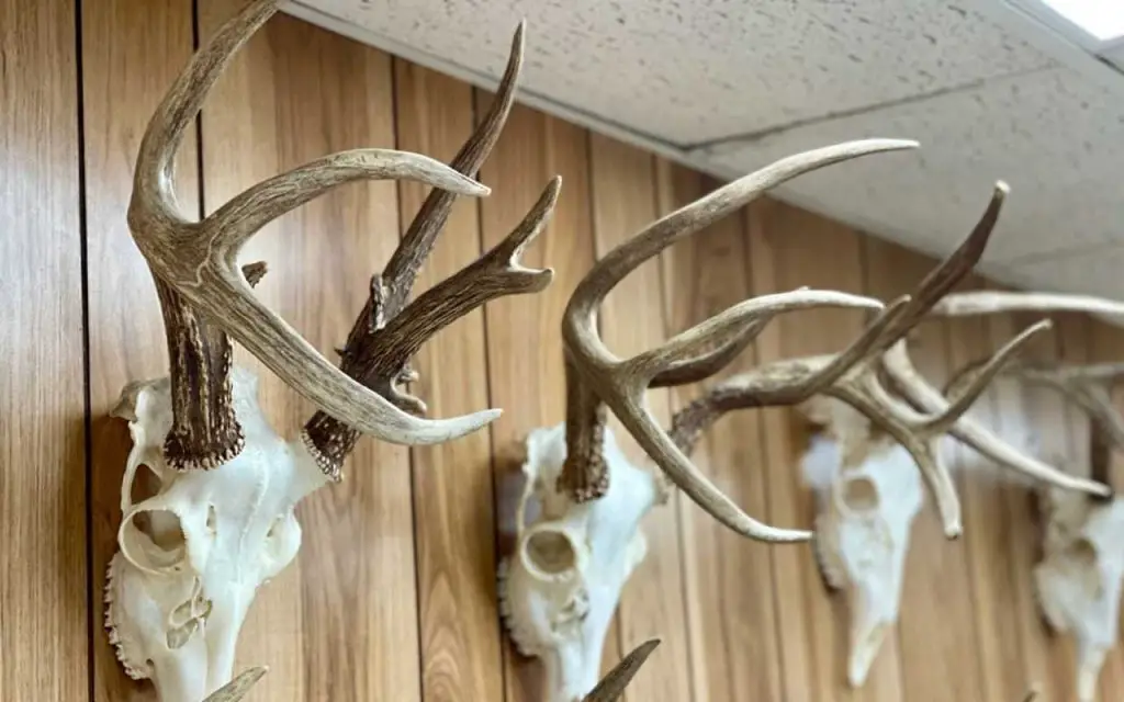 how to hang a deer skull