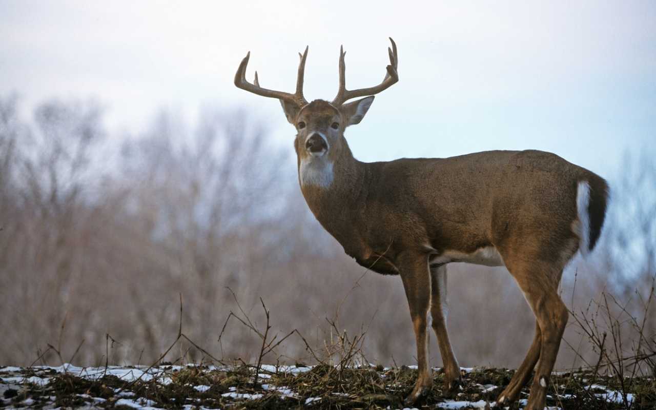 What Time Do Deer Come Out In The Morning? • BowBlade