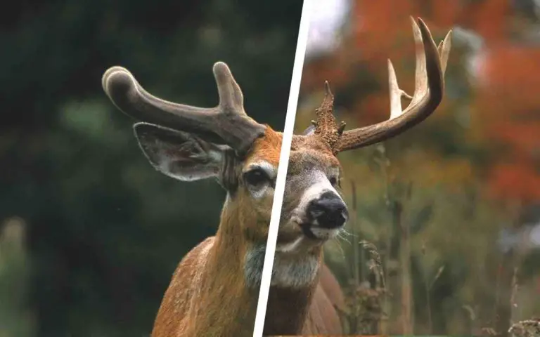 when-do-deer-antlers-stop-growing-bowblade
