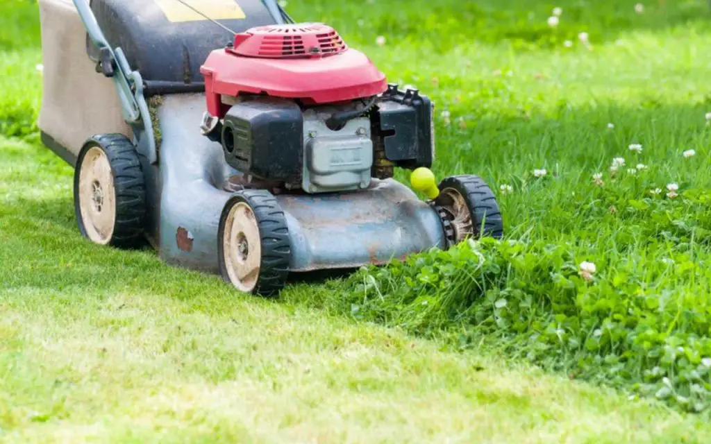 When Should I Cut Weeds Before Spraying?