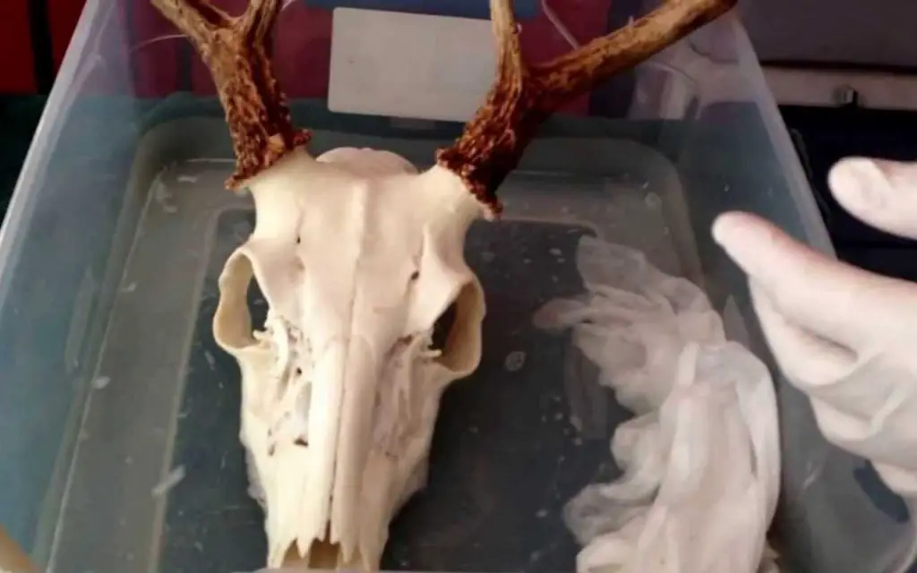 how-to-whiten-a-deer-skull